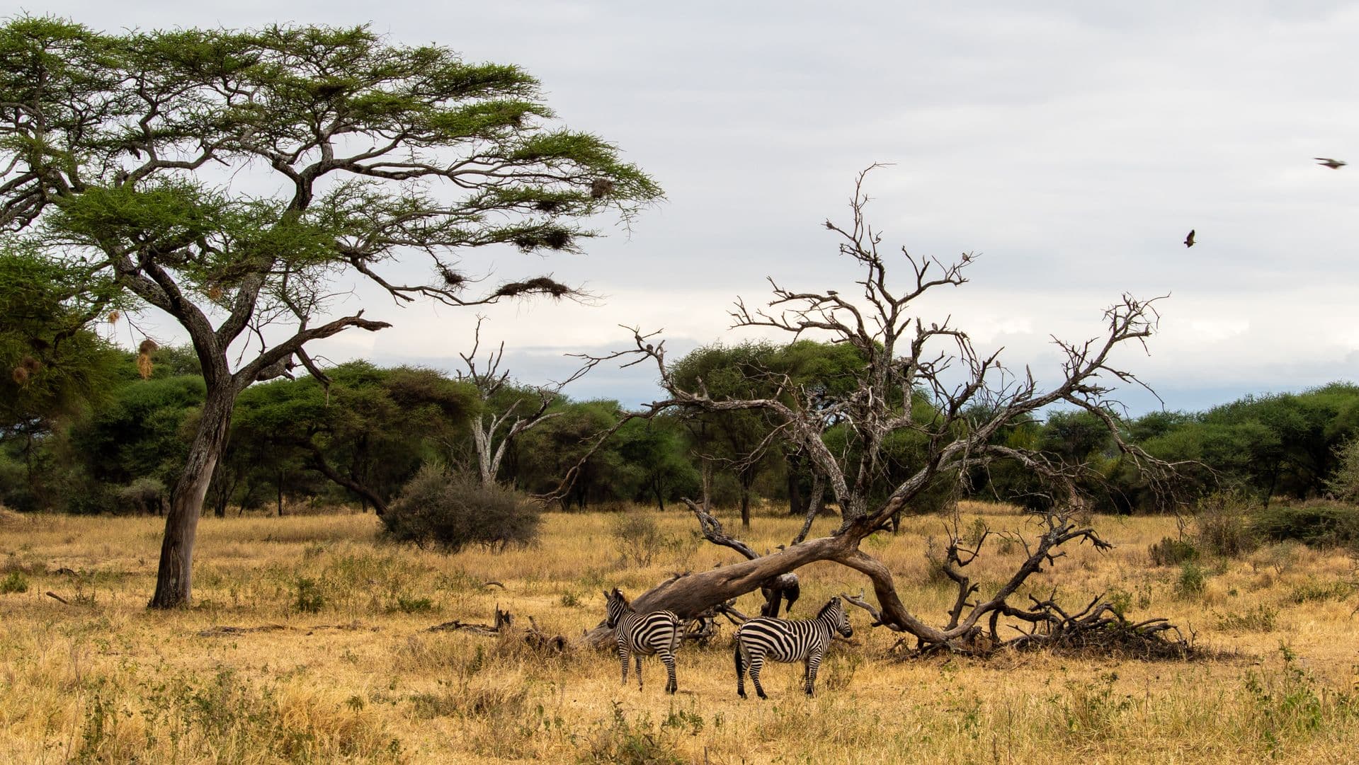 Zebras beneath acacia trees on the savanna