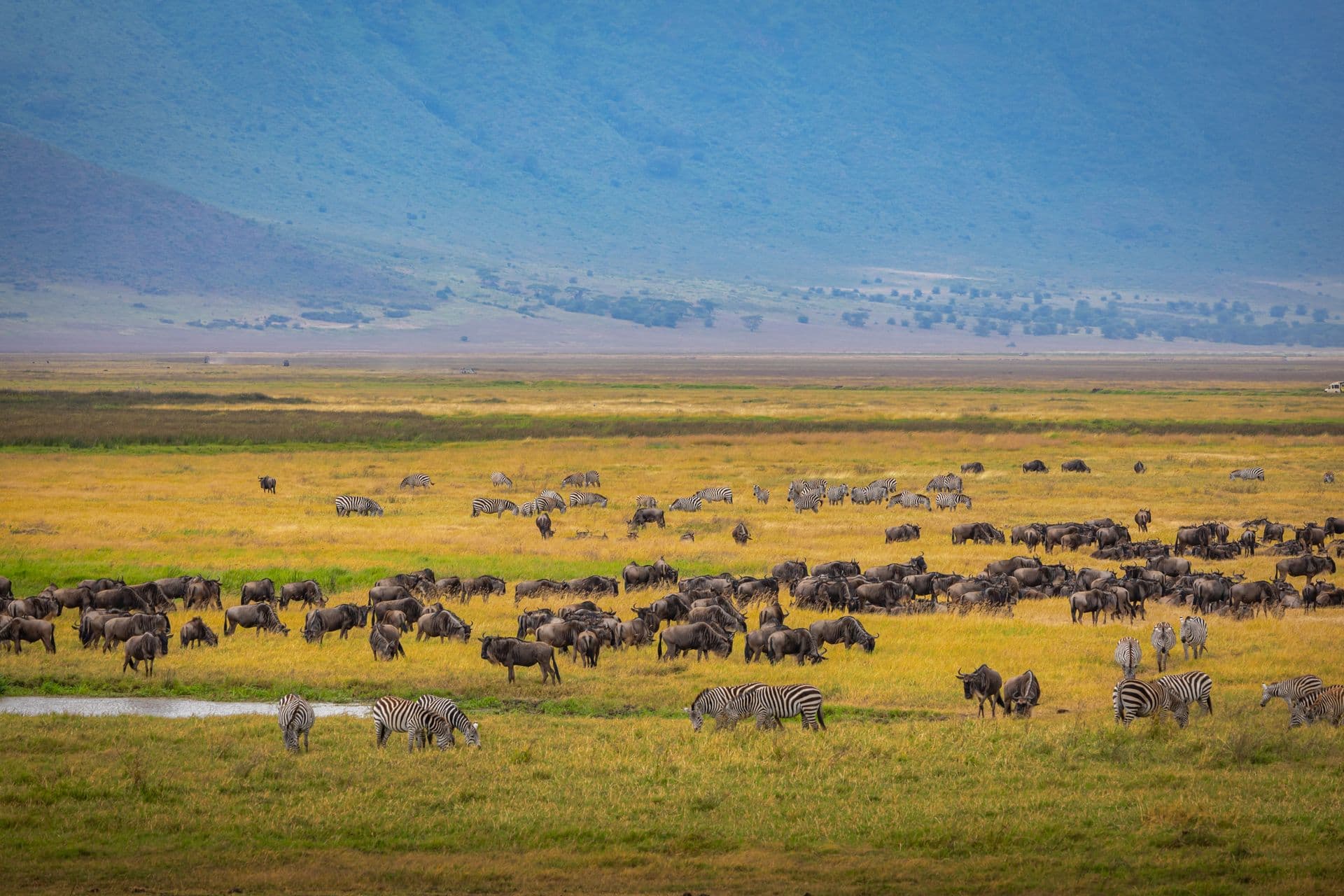 Herds grazing on the Ngorongoro crater floor