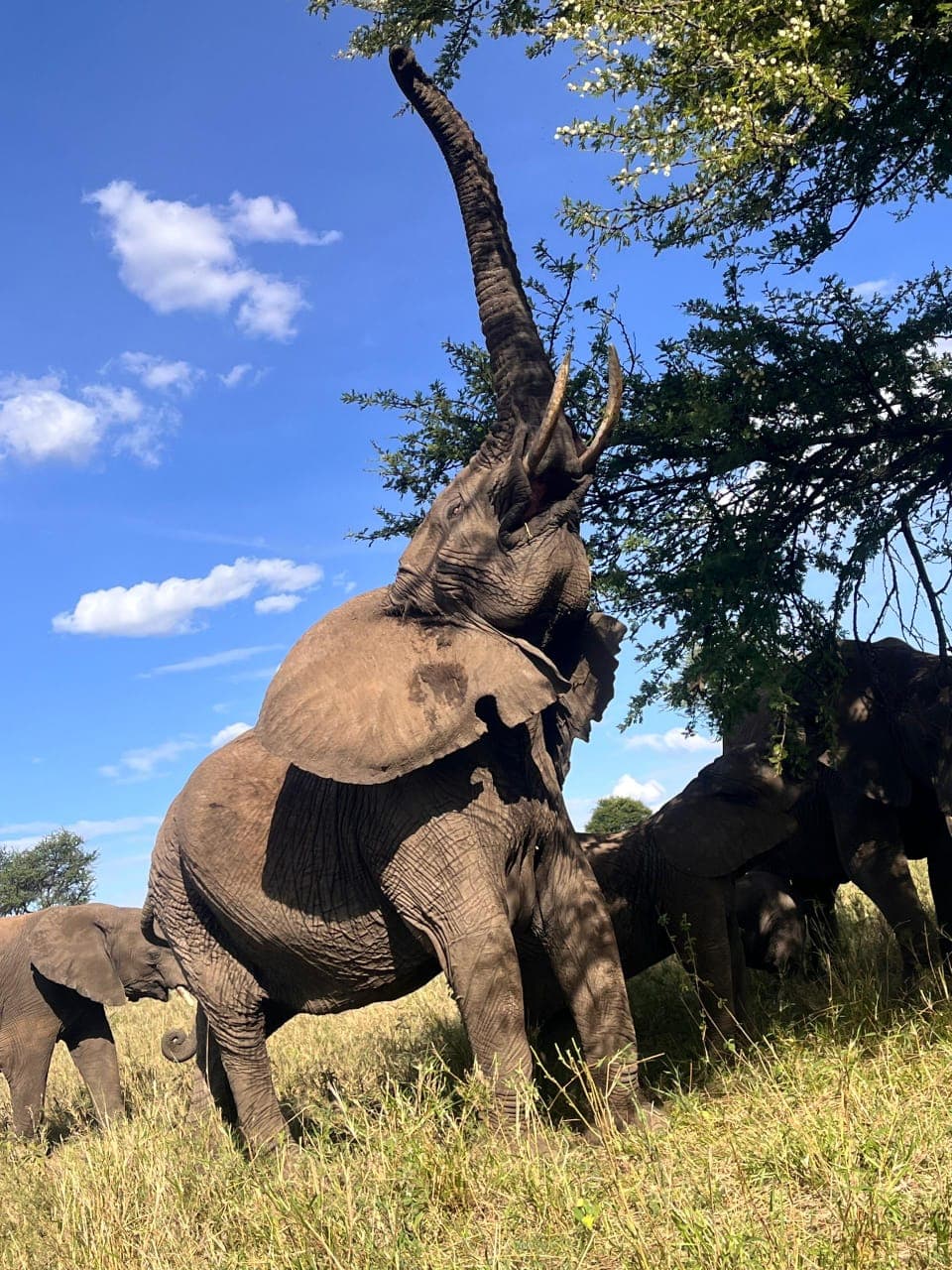 An elephant reaching its trunk into an acacia tree