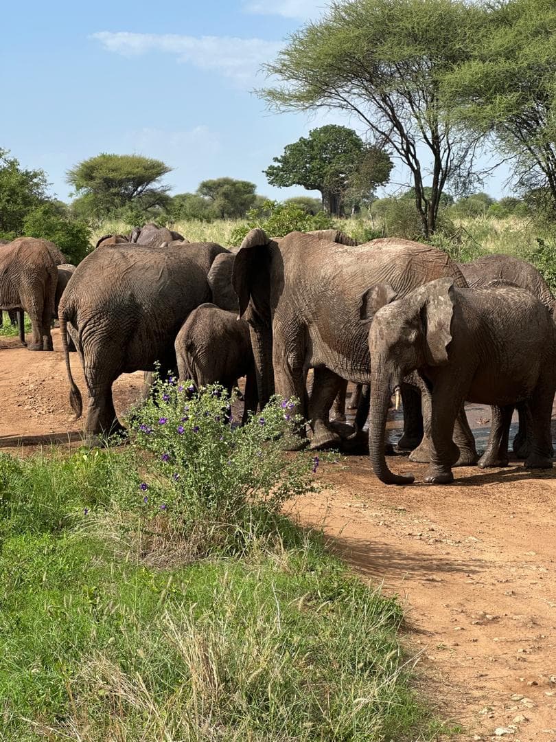 An elephant herd beside a baobab tree in Tarangire
