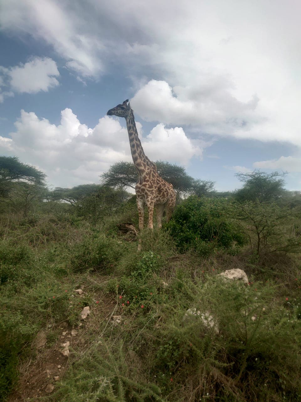 A giraffe among acacia scrub under a wide sky