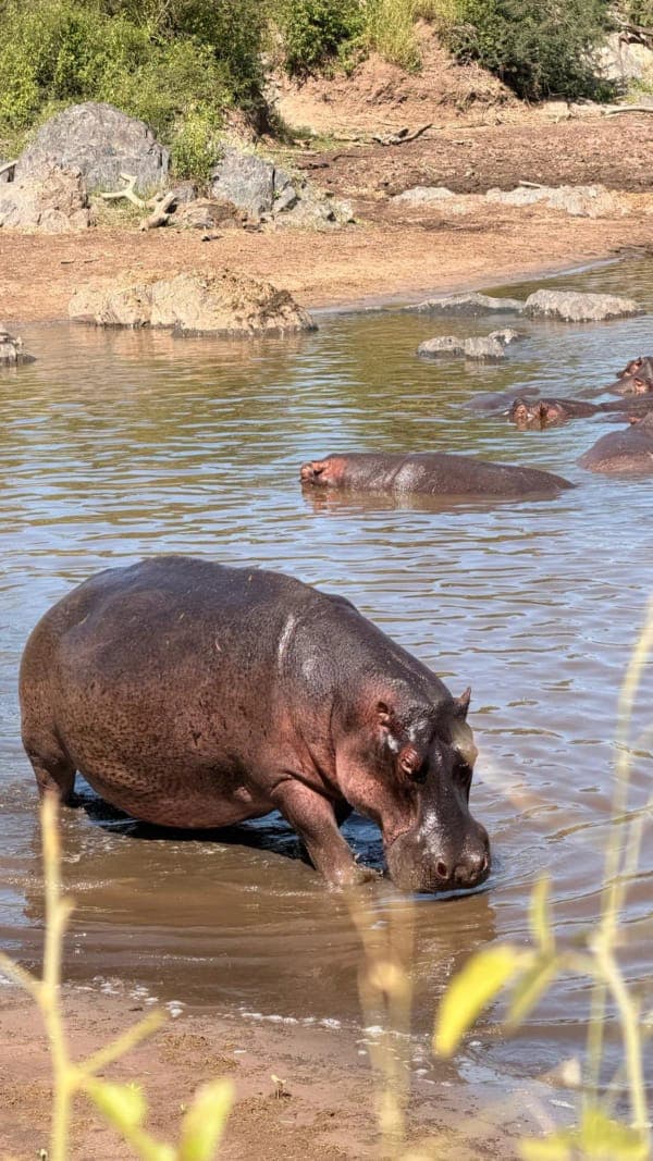 Hippos wading in a water pool