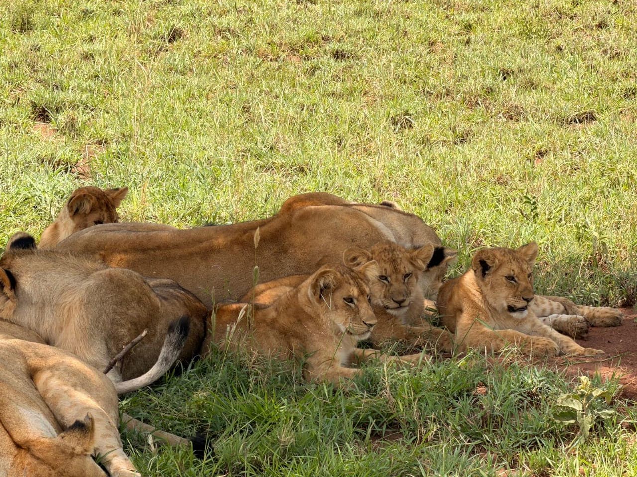 A lioness resting with young cubs