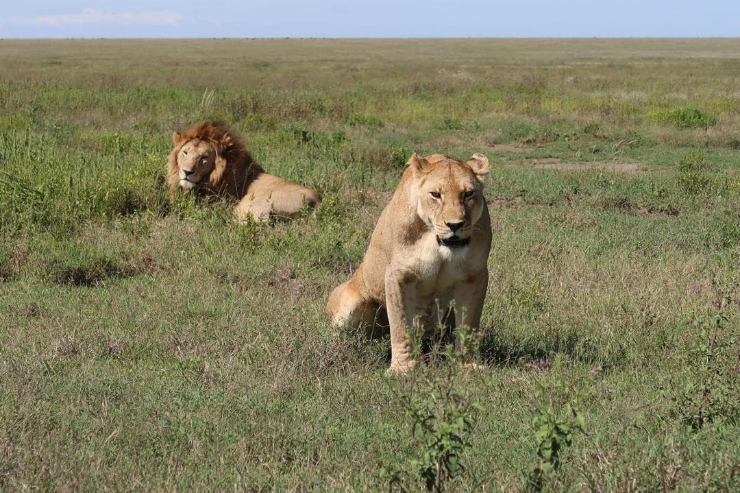 Two lions in open grassland