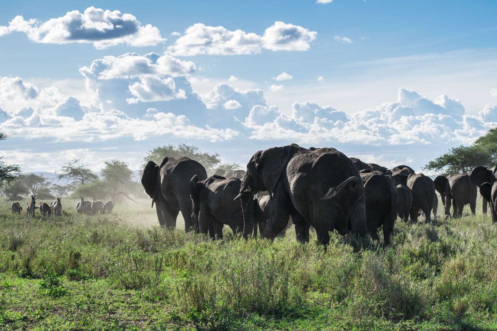 An elephant herd walking under a dramatic cloudscape