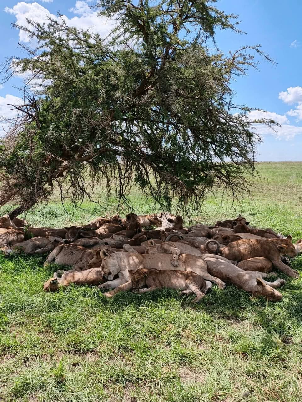 A large lion pride resting under an acacia tree